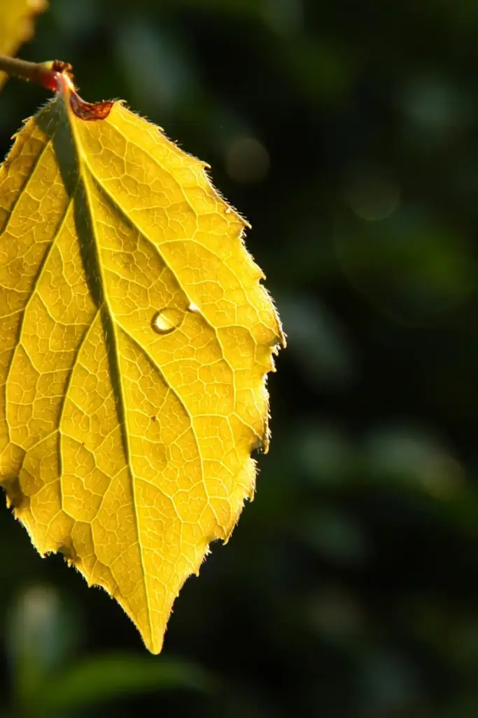 Backlit schisandra leaf showing veins and serrated margin