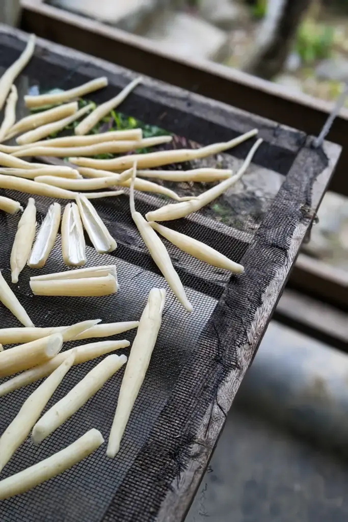 Peeled shatavari roots drying in a single layer on a mesh screen