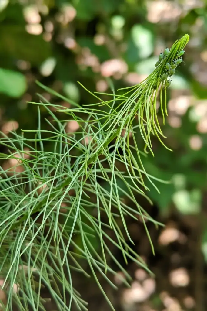 Macro of shatavari needle foliage with aphids on one tender shoot tip