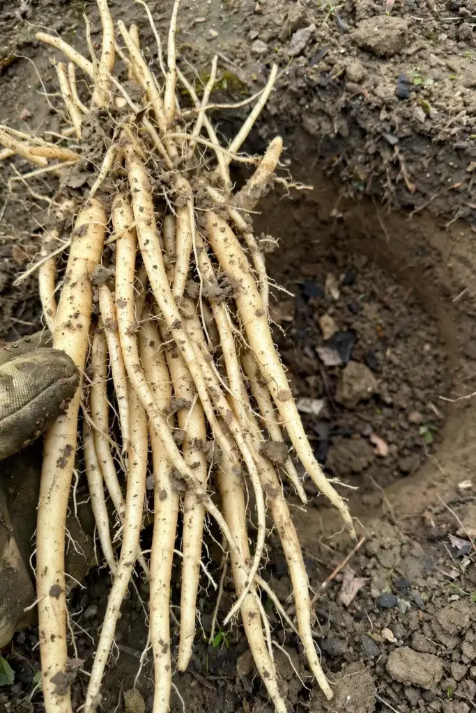Garden fork lifting a bundle of long pale shatavari tuberous roots from the soil