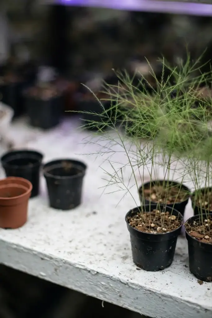 Young shatavari seedlings with thread-thin stems growing under a light