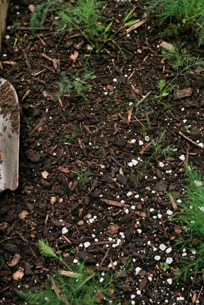 Dark compost-amended loam with perlite, ready for shatavari planting