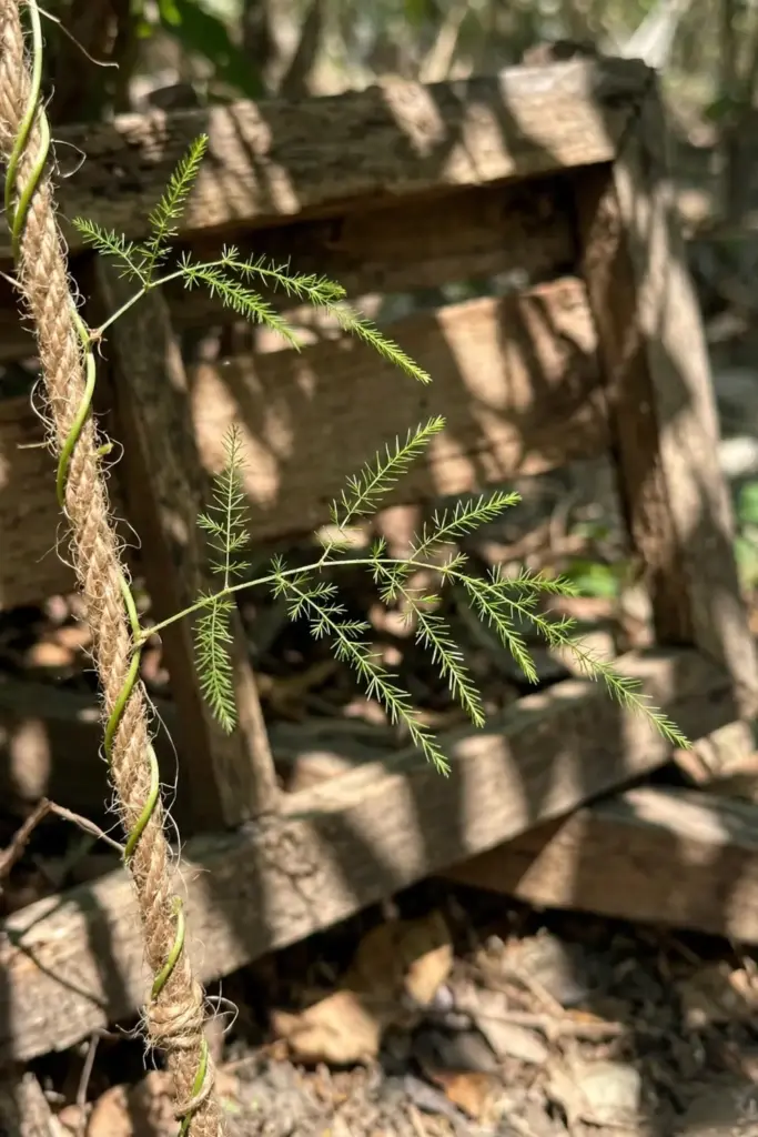 Young shatavari vine twining up support twine on a simple frame
