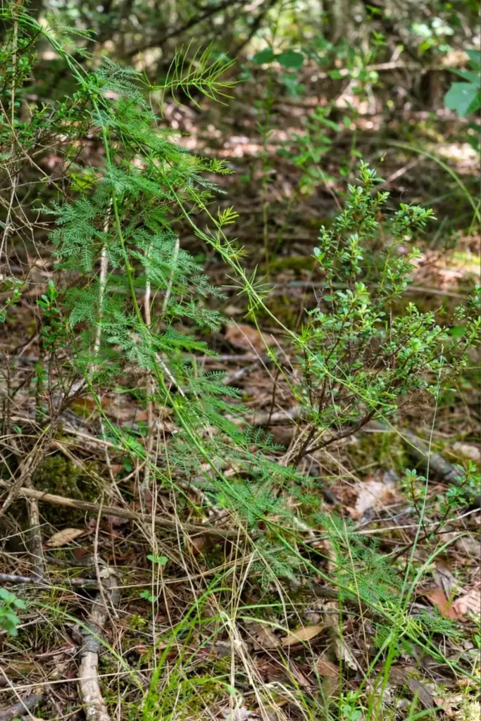 Wild shatavari vine climbing through scrub at a forest edge, undisturbed