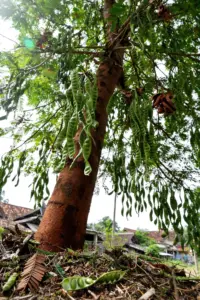 Giant stink bean tree hung with long twisted green pods under an umbrella canopy