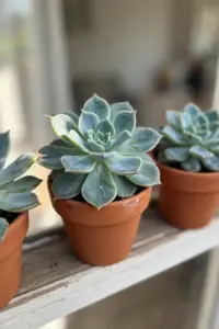 Compact blue-green echeveria rosettes in terracotta pots on a bright indoor windowsill