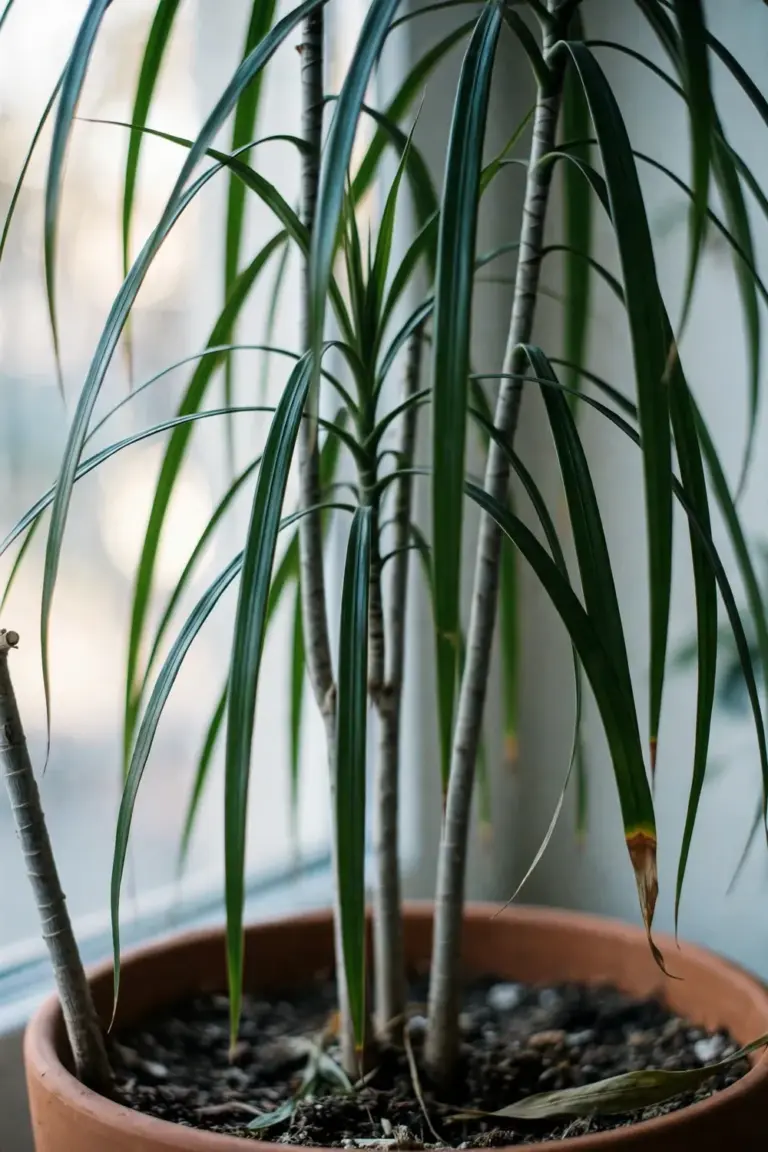 How to Grow Suji Leaf Plant (Dracaena angustifolia) from Indonesia as a Houseplant, Plus Its Natural Green Dye Use How to Grow Suji Leaf Plant (Dracaena angustifolia) from Indonesia as a Houseplant, Plus Its Natural Green Dye Use