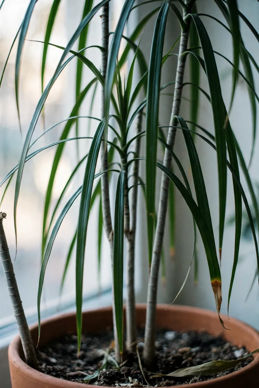 Potted suji leaf plant with long narrow dark green leaves in bright indoor light