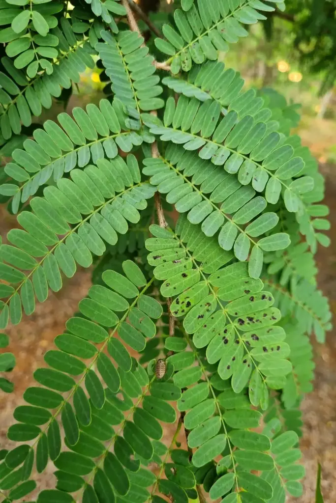 Close inspection of tamarind leaflets showing healthy and spotted leaves
