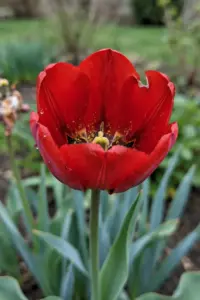 Single red Darwin Hybrid tulip bloom filling the frame, petal veins and pollen sharp