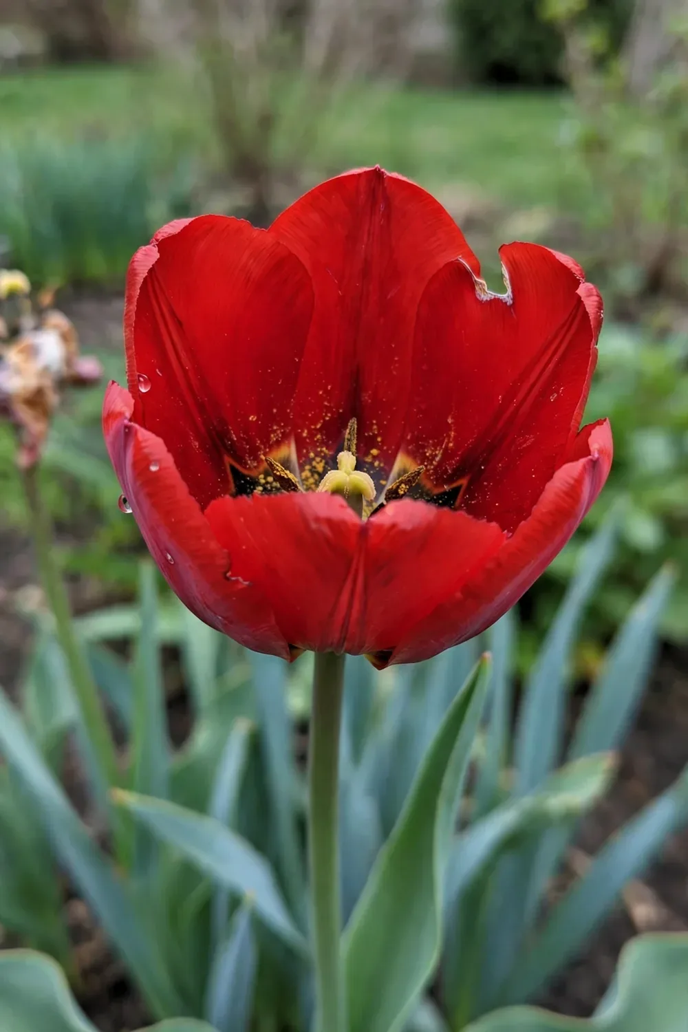 Single red Darwin Hybrid tulip bloom filling the frame, petal veins and pollen sharp