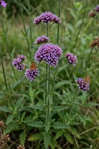 Tall verbena drift with purple flower clusters floating on wiry stems above a garden border