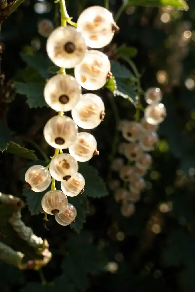 Close-up of ripe translucent white currant strigs on the bush
