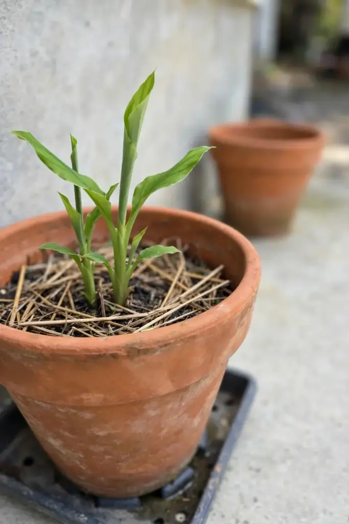 Young white turmeric shoot growing in a wide container on a patio
