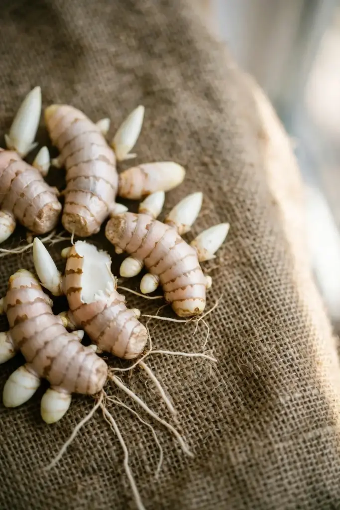 Mother rhizomes of white turmeric with visible buds ready for planting