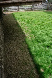 Buffalo lawn split by a long tree shadow, thin patch in shade beside dense sunlit turf