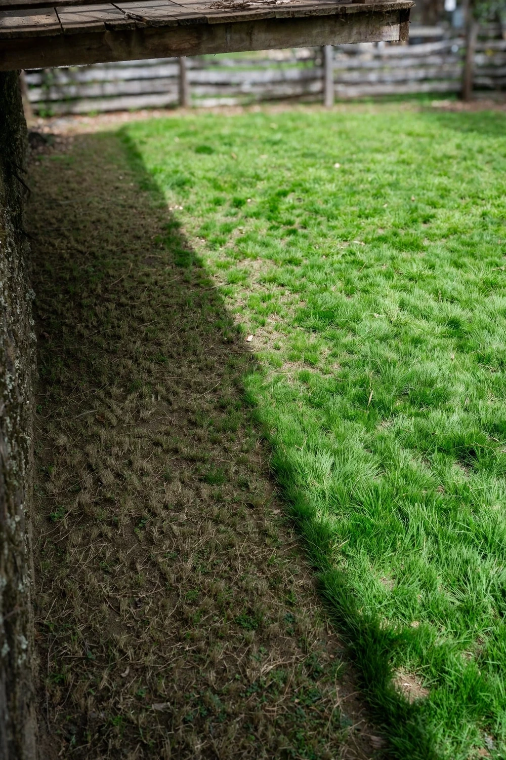Buffalo lawn split by a long tree shadow, thin patch in shade beside dense sunlit turf