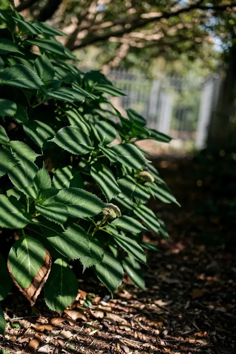 Bigleaf hydrangea shrub in dappled shade with one leaf edge lightly scorched.