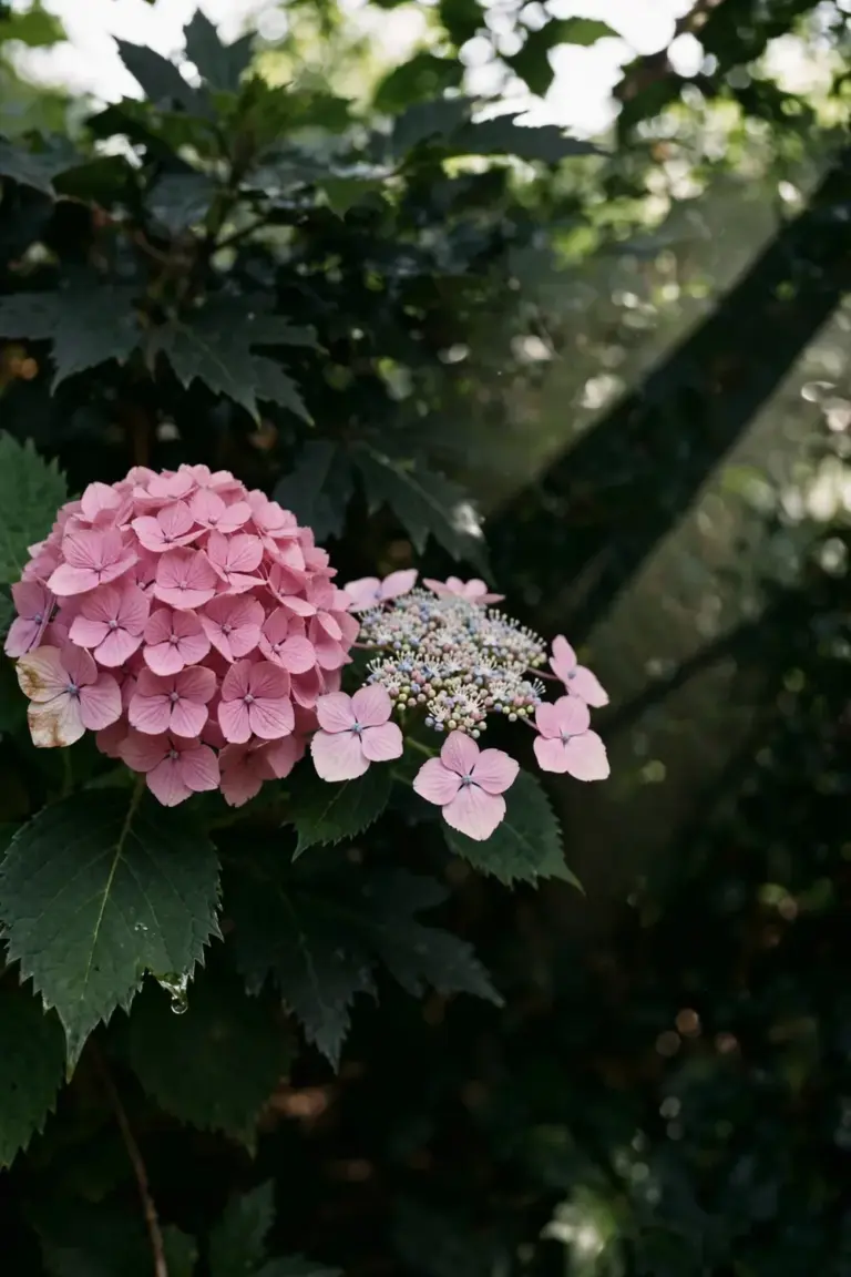 Mophead pom-pom bloom beside a flat lacecap bloom on a bigleaf hydrangea shrub.
