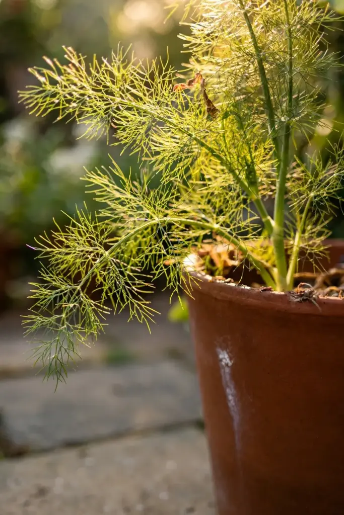 Fennel growing in a deep terracotta pot on a sunny patio