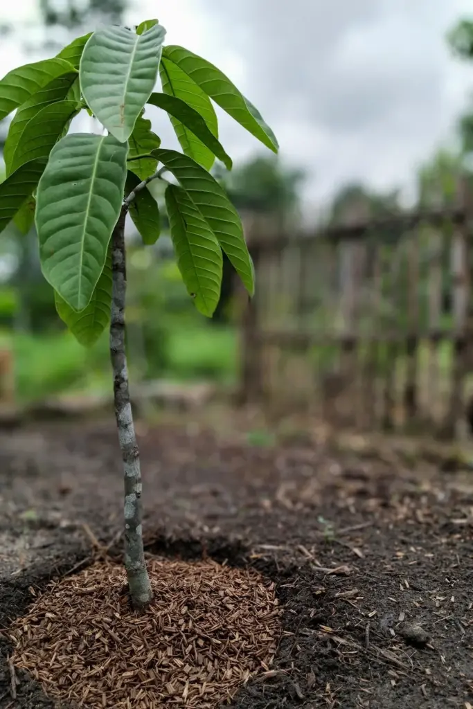 Young Indonesian bay leaf tree in a tidy mulched bed with glossy opposite leaves