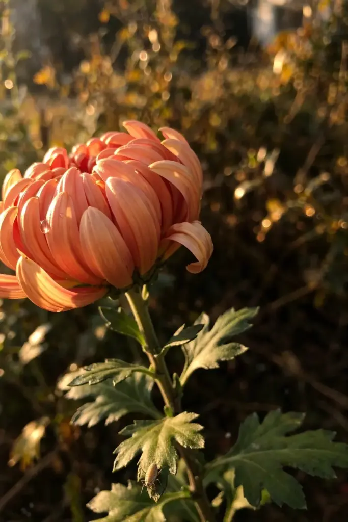 Loose intermediate incurve bloom with broad florets