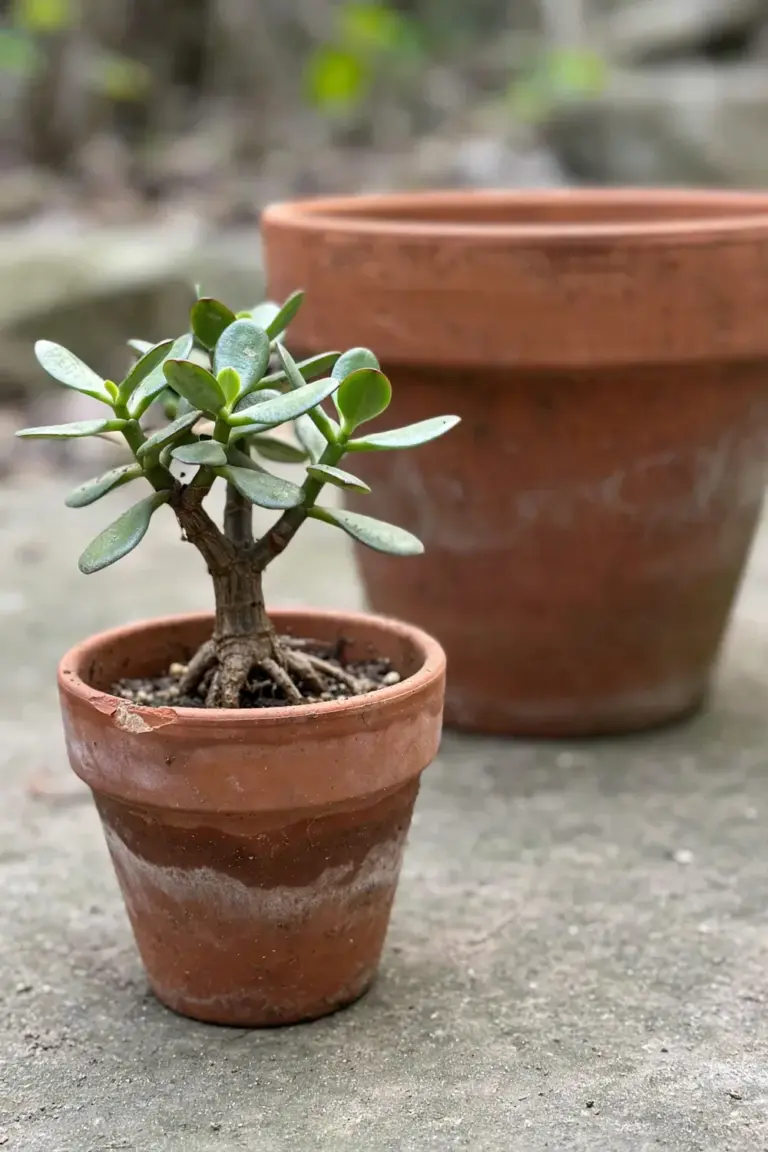 Jade plant in a small snug terracotta pot with a larger empty pot blurred behind