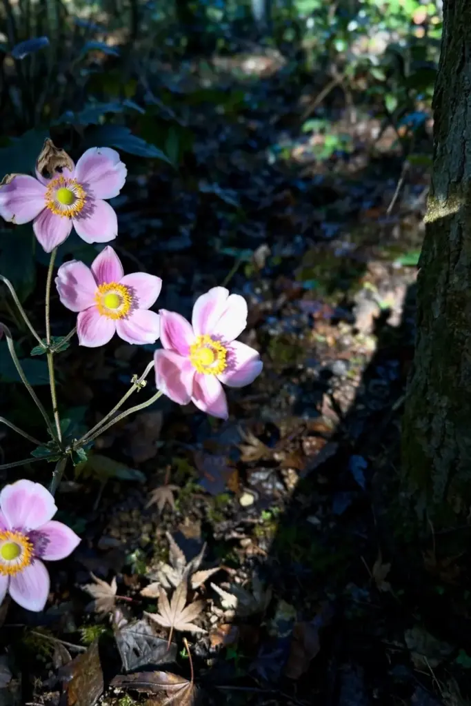 Pink Japanese anemone saucers blooming in part shade under a tree