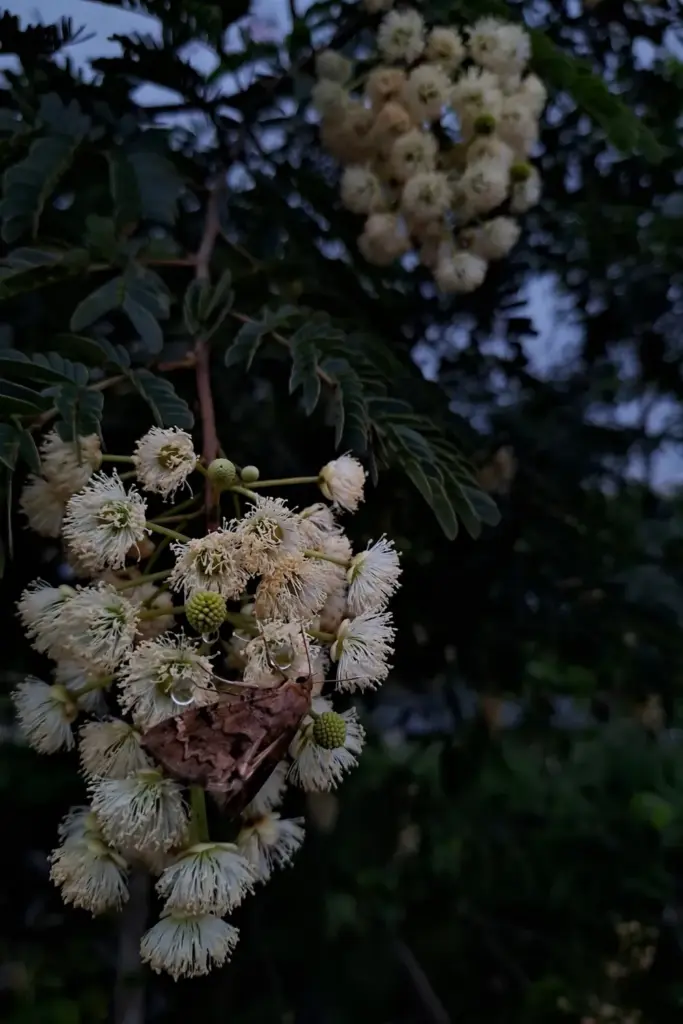 Moth resting on a cluster of cream-white jengkol flowers at dusk
