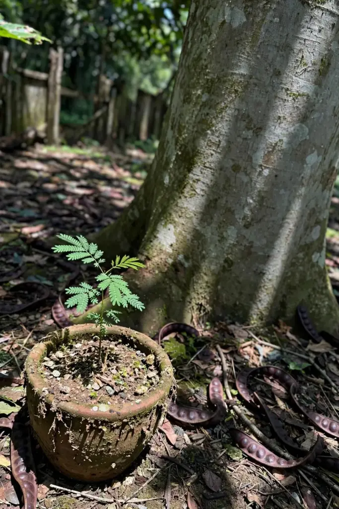 Small jengkol seedling in a clay pot at the base of a giant tree