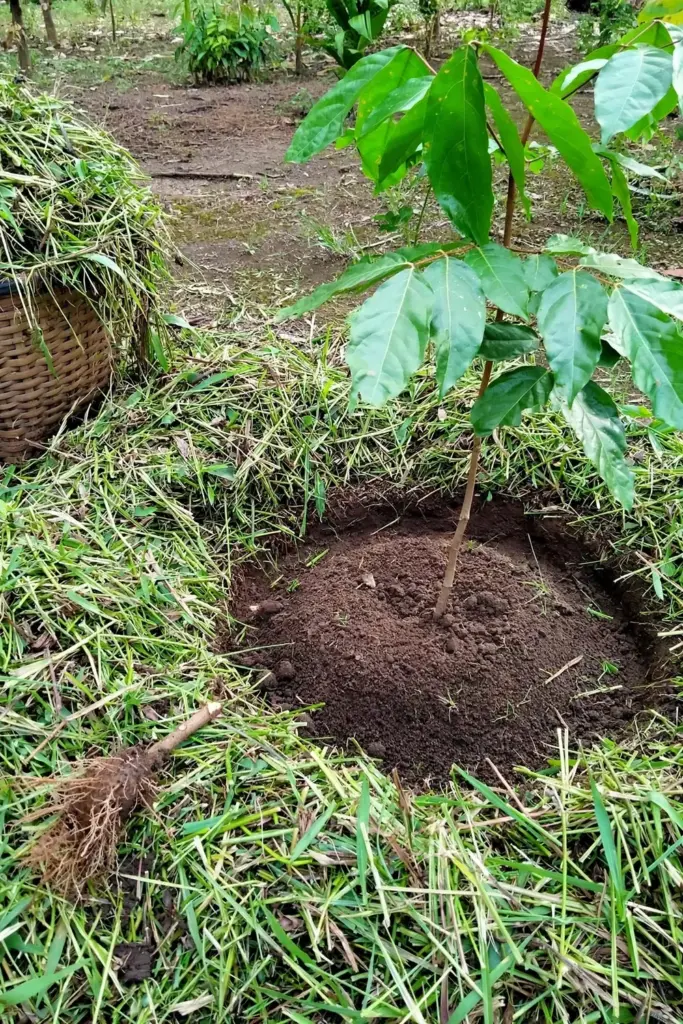 Weeded ring around a young jengkol tree with cut grass at the edge