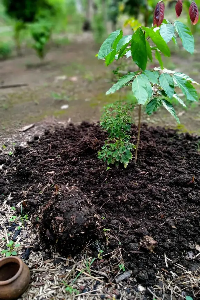 Dark compost spread across the root zone of a young jengkol tree
