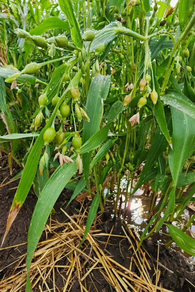 Job's tears grass stand after watering with droplets on the blades