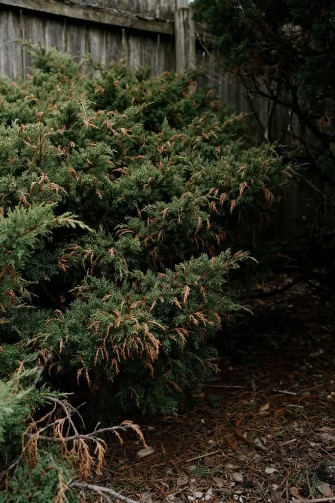 Crowded juniper bed with touching canopies and brown dead tips.