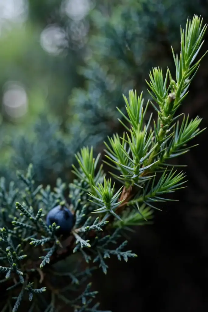 Fresh juniper shoot growth with bright green succulent tips.