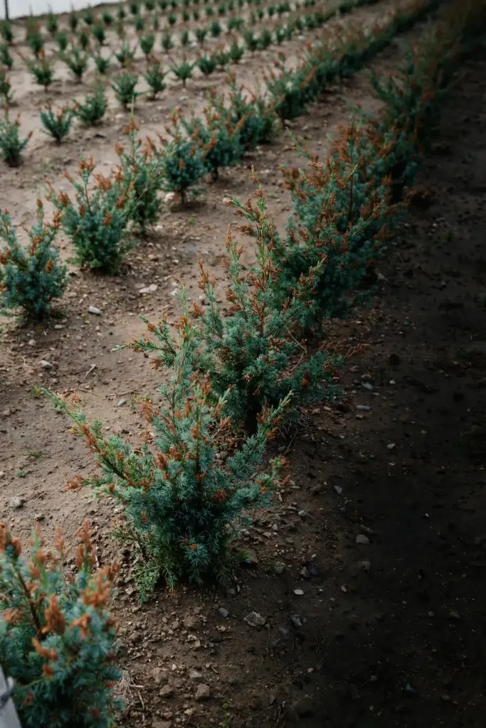Nursery row of young junipers with scattered brown dead tips.