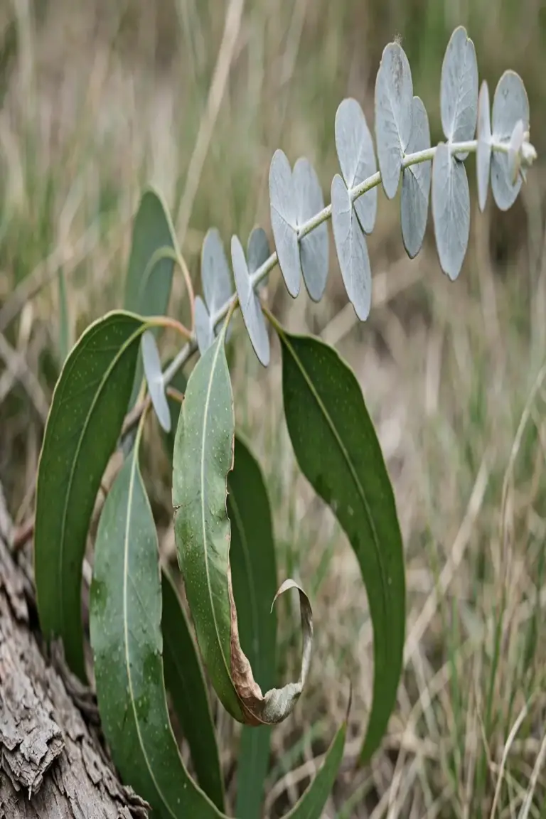 One eucalypt branch with round gray juvenile leaves and sickle adult leaves
