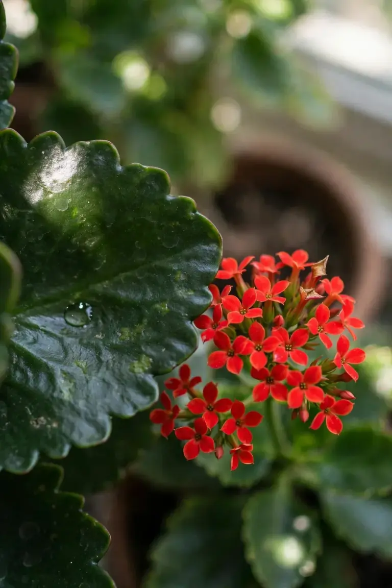 Close-up of kalanchoe blossfeldiana scalloped leaves and a red four-petaled flower cluster