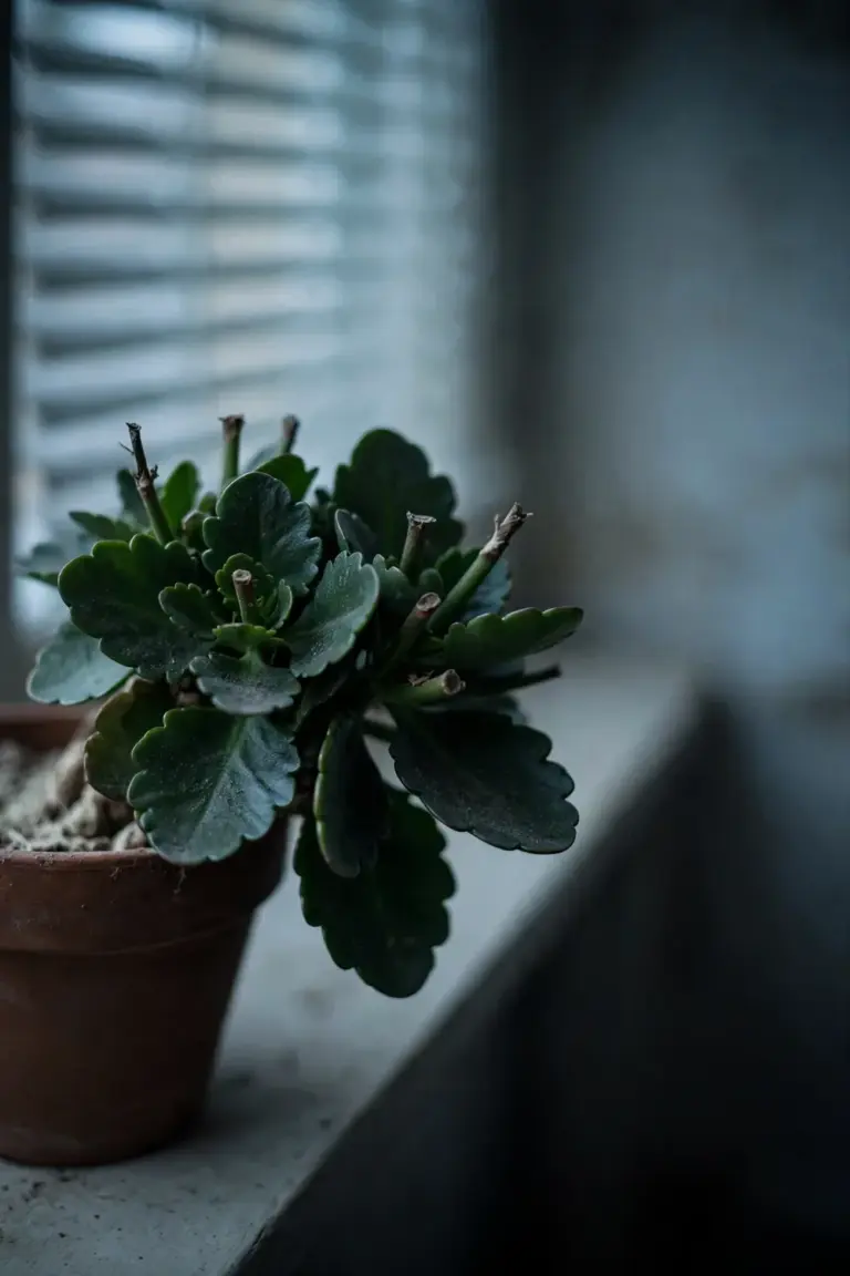 Leafless-resting kalanchoe with only green foliage in a cool dim spare room