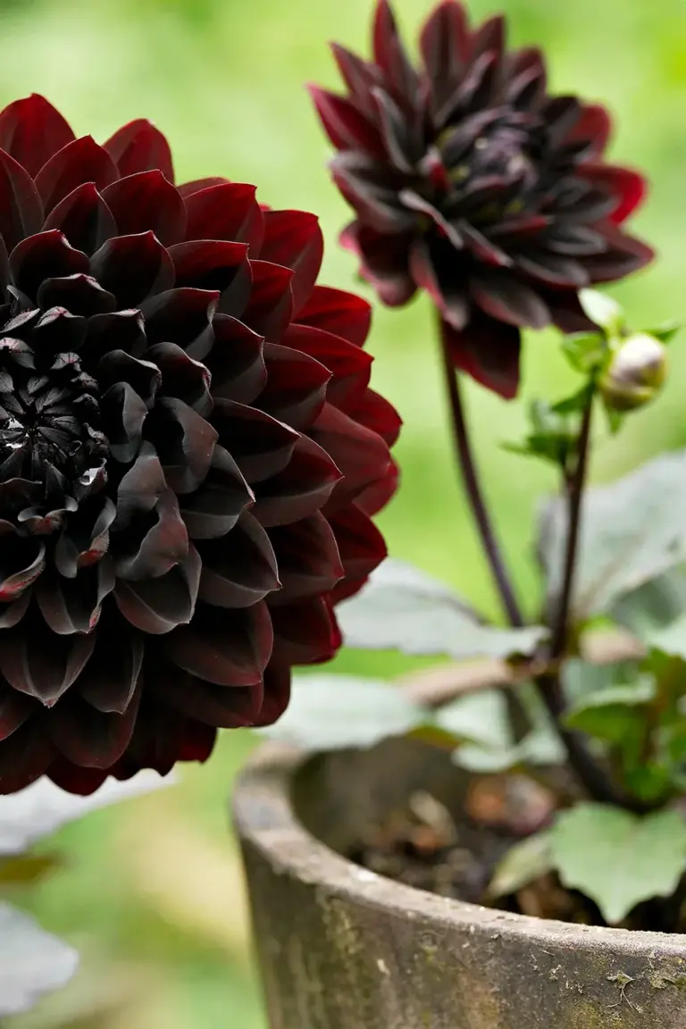 Black dahlia 'Karma Choc' bloom with deep burgundy-black petals in a pot
