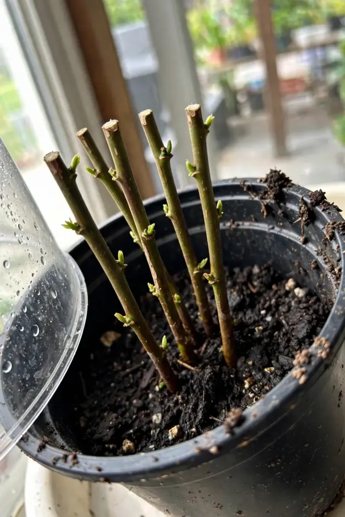 Semi-hardwood katuk cuttings with stripped lower leaves rooting in a nursery pot