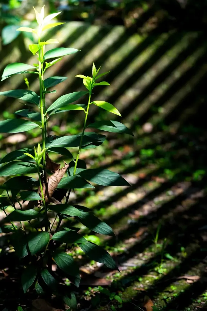 A katuk shrub thriving in dappled shade under a tree canopy