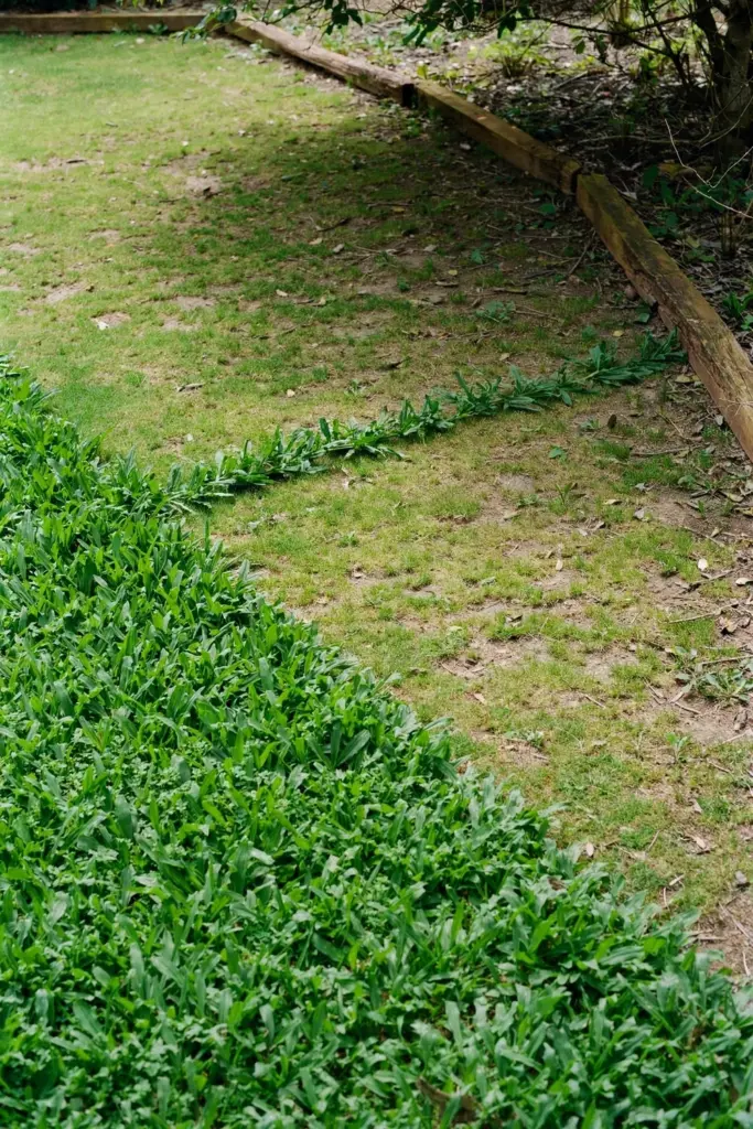 Sunny green Kikuyu lawn beside thin shaded turf under a tree canopy
