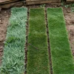 Three turf strips side by side showing broad Buffalo, coarse Kikuyu, and fine Couch leaves