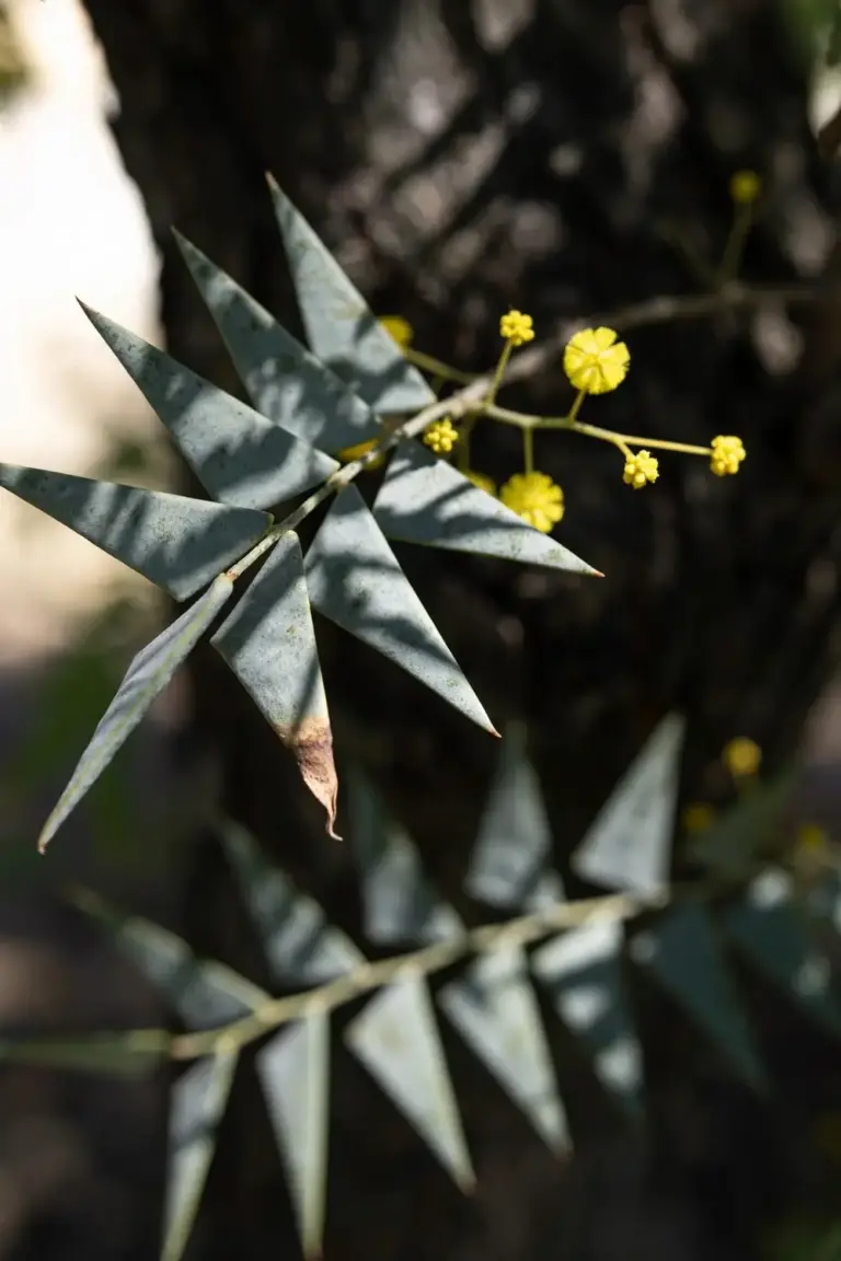 Knife-leaf wattle with triangular gray-green leaves and yellow flowers