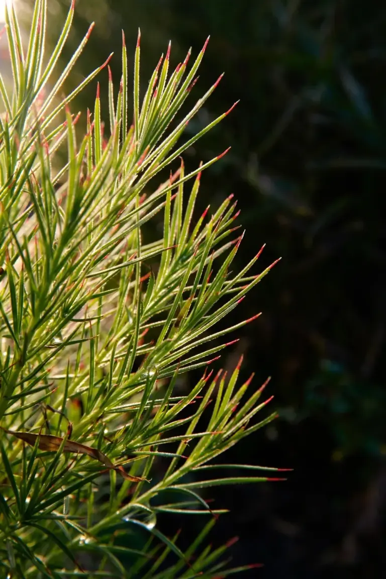 Backlit macro of fine feathery kochia foliage turning red