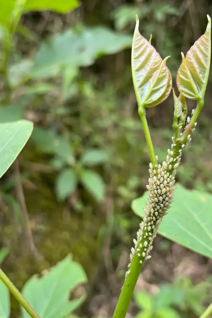 Macro of aphids clustered on a young kudampuli leaf shoot