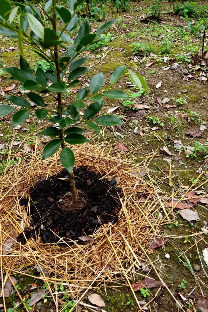 Mulch ring and compost spread around the base of a young kudampuli tree