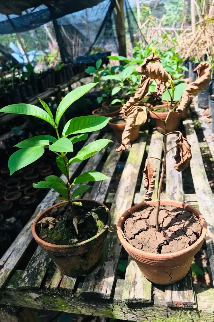 Scorched kudampuli seedling in full sun beside a shaded healthy one
