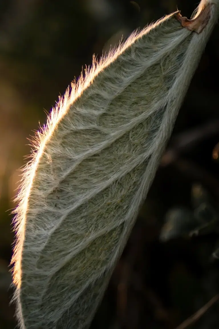 Backlit lamb's ear leaf showing dense woolly silver hairs